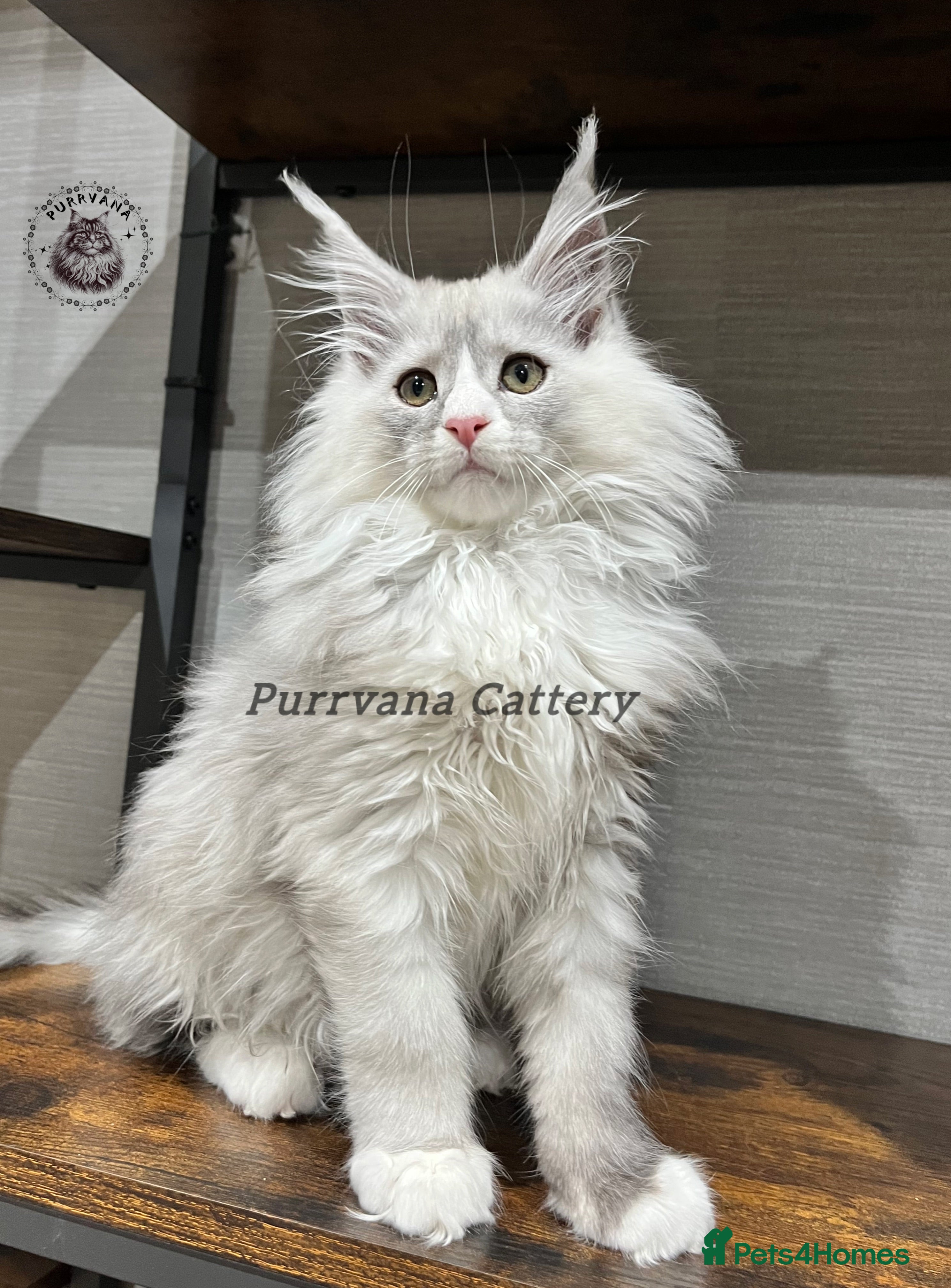 Maine Coon cats TICA registration Stunning Maine coon kittens - Advert 1