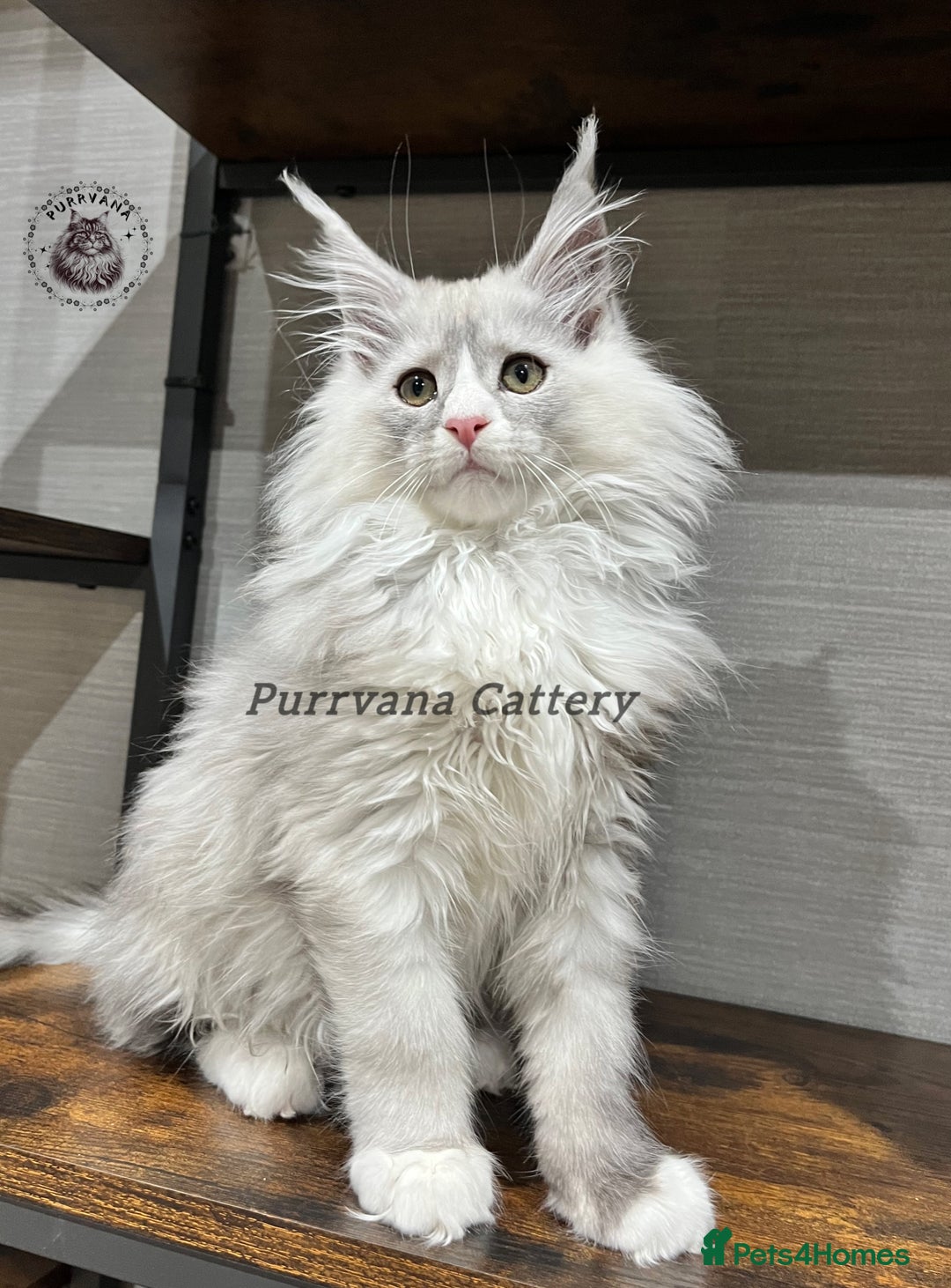 Maine Coon cats for sale: TICA registration Stunning Maine coon kittens - Advert 1