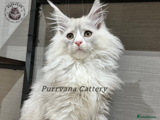 Maine Coon cats TICA registration Stunning Maine coon kittens - Advert 7