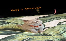 British Shorthair cats for sale: 5 gorgeous British shorthair kittens ! - Image 2