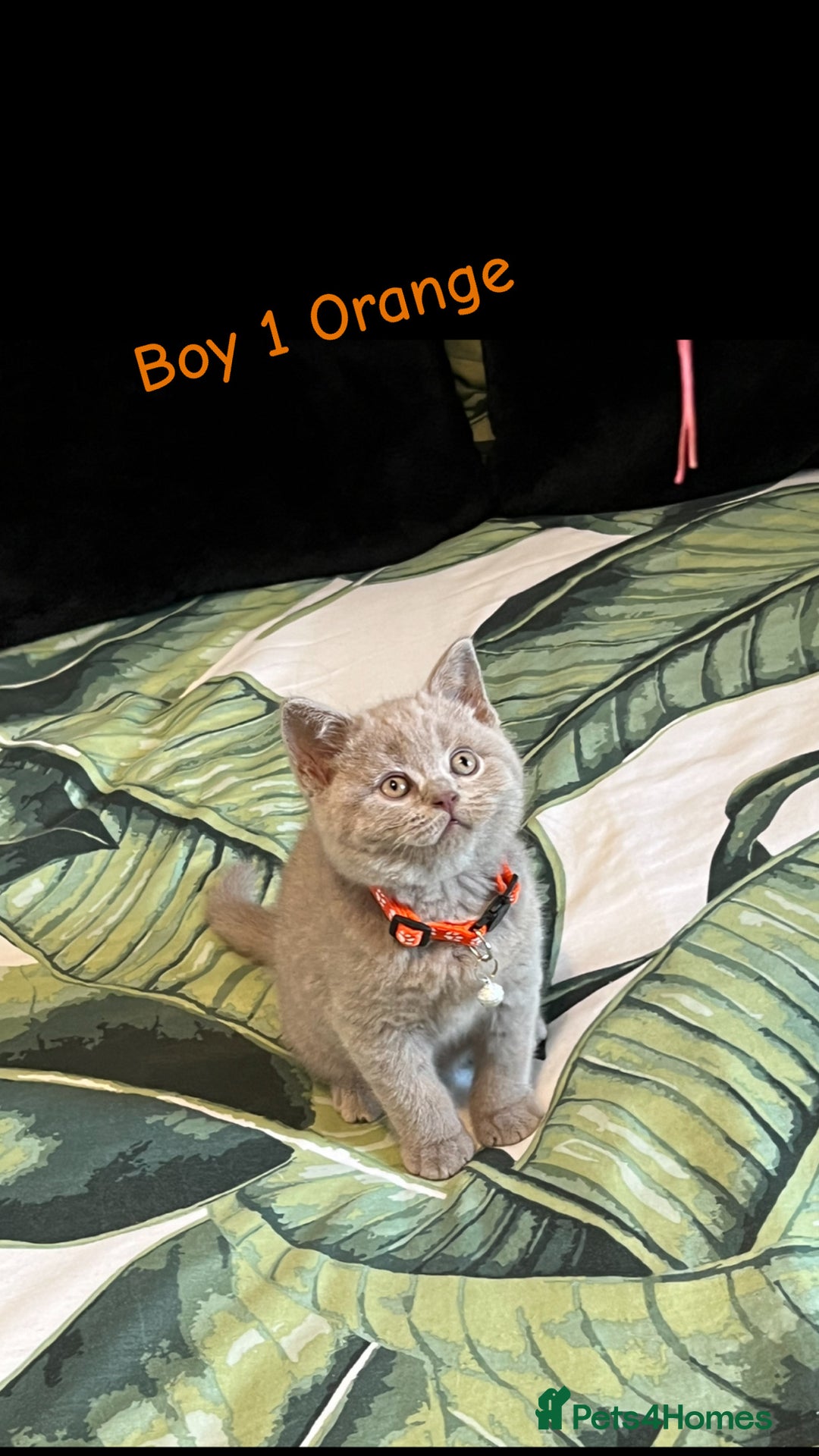 British Shorthair cats for sale: 5 gorgeous British shorthair kittens ! - Image 2