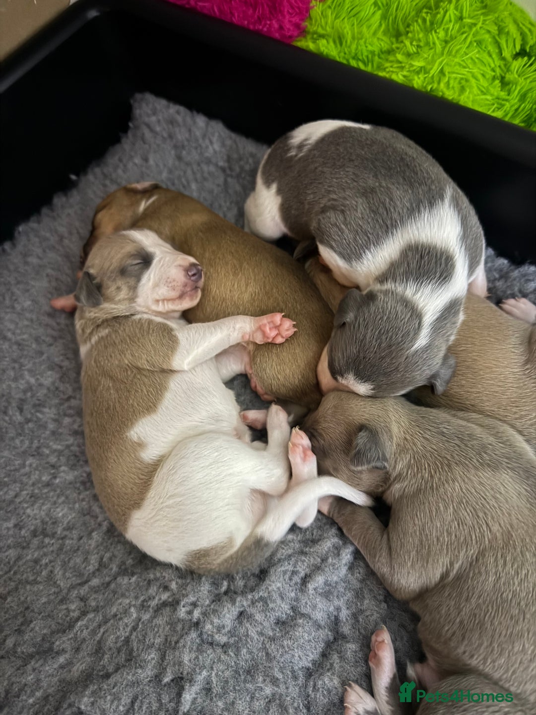Whippet dogs for sale: Beautiful pedigree whippet puppies - Cornwall - Advert 2