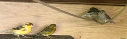 Canaries birds for sale: Canary - Advert 4