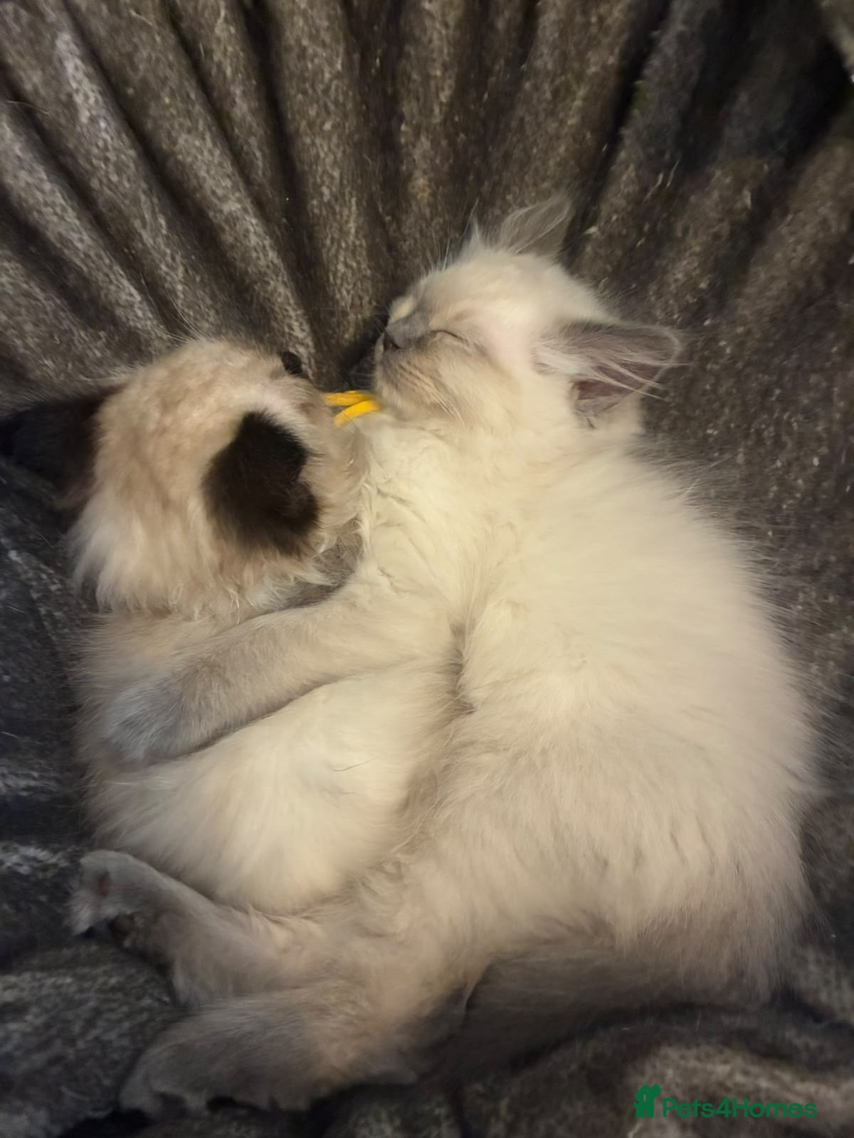 Ragdoll cats Blue point and mitted male rag dolls  - Advert 1