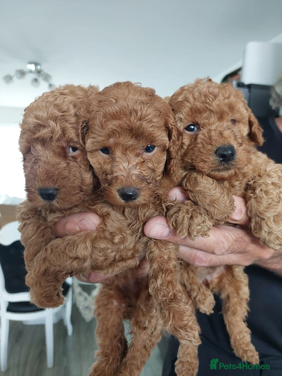 Toy Poodle dogs for sale: Red toy poodles in Kidderminster - Advert 1