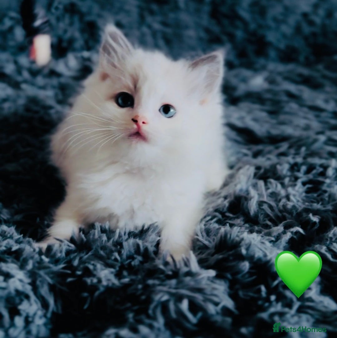 Ragdoll cats for sale: 🩷🐾Tica full Pedigree🐾EU Ragdoll 🐱🐾DNA Clear - Advert 11