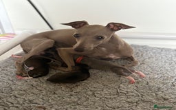 Italian Greyhound dogs for sale: Male Italian greyhound puppies  - Image 4