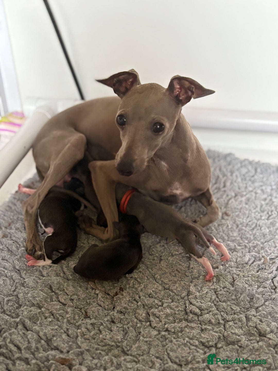 Italian Greyhound dogs for sale: Male Italian greyhound puppies  - Image 4