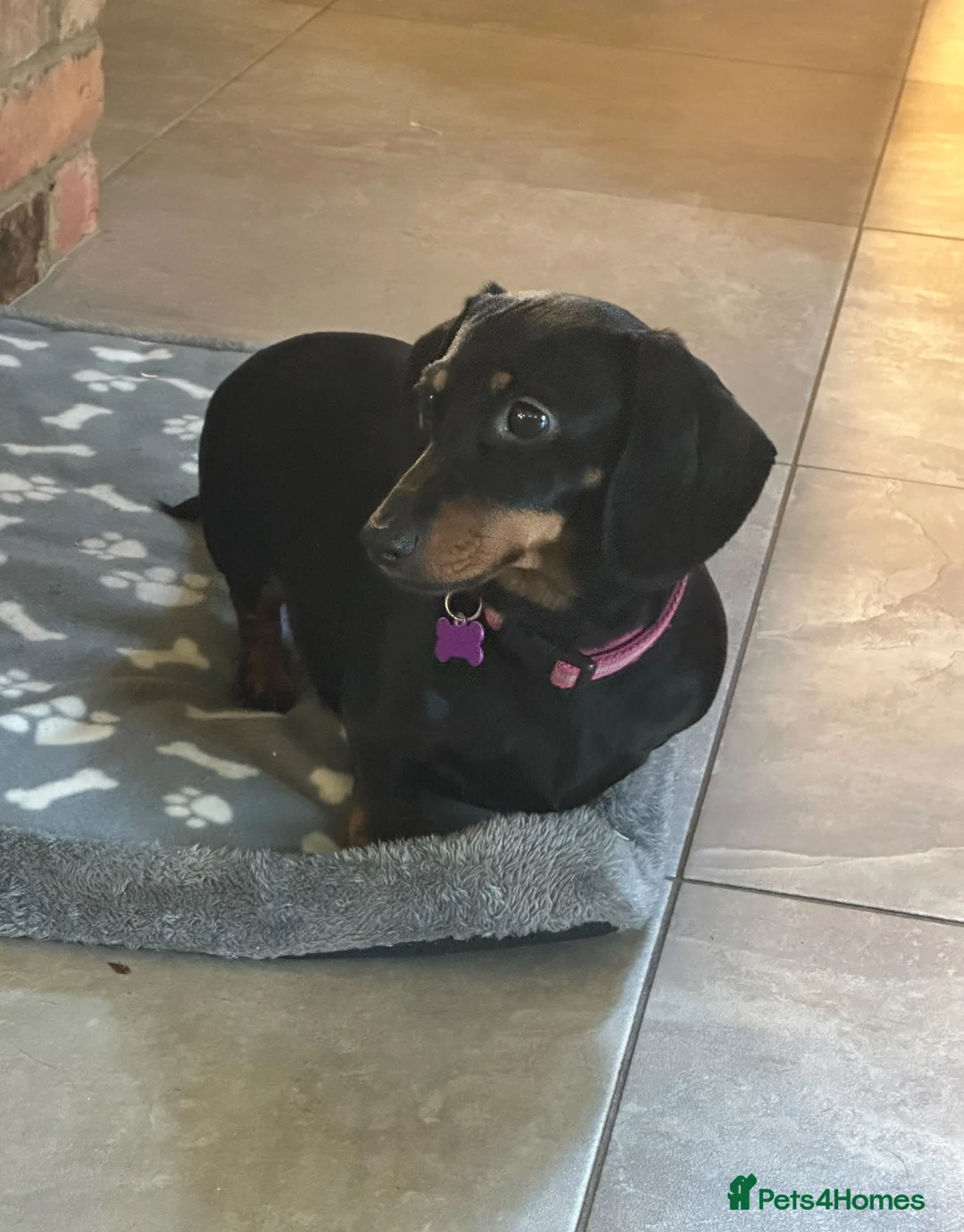Miniature Dachshund dogs for sale: 4 Miniature Dachsund Puppies (2 Male & 2 Female) - Advert 1