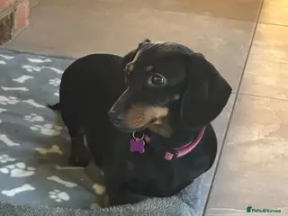 Miniature Dachshund dogs 4 Miniature Dachsund Puppies (2 Male & 2 Female) - Advert 2