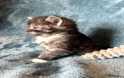 Persian cats for sale: 🌟 2 Chinchilla Persian Boy Kittens 🌟 - Image 18
