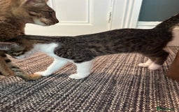 Savannah cats for sale: Savannah  - Image 7