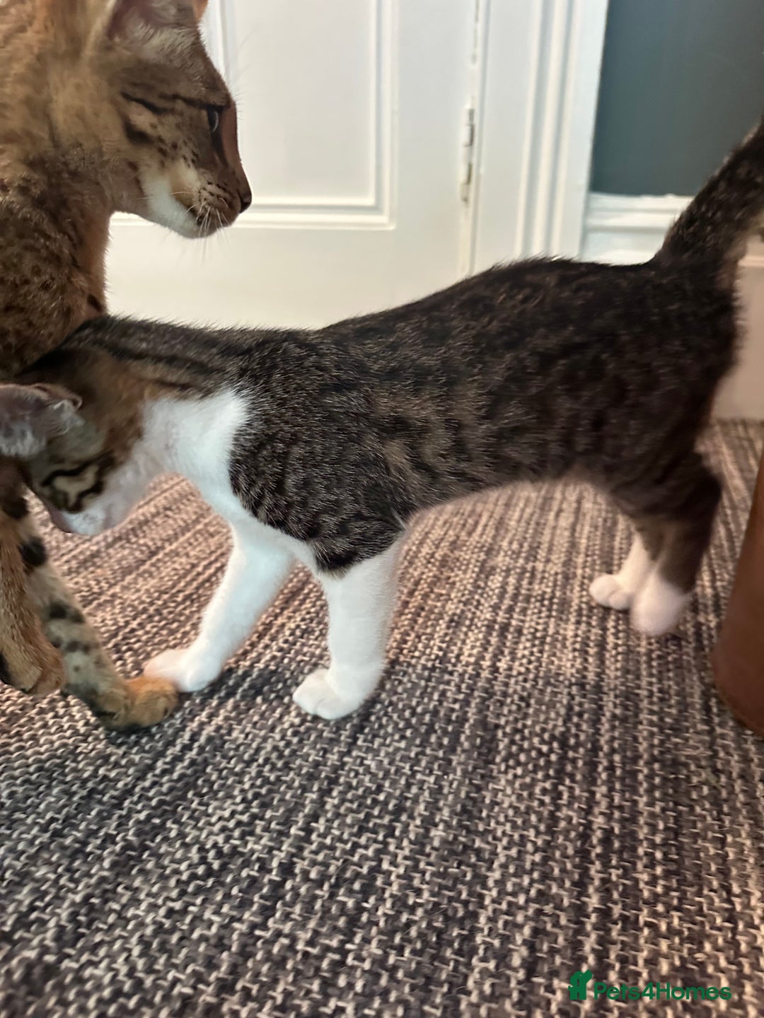 Savannah cats for sale: Savannah  - Image 7