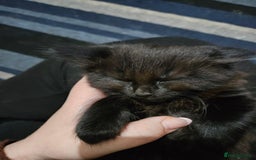 Mixed Breed cats for sale: Kittens for sale  - Image 4