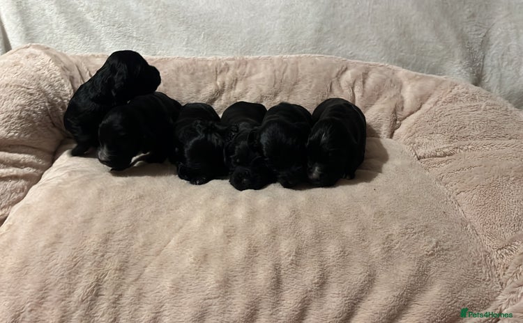 Cocker Spaniel dogs - Advert 13