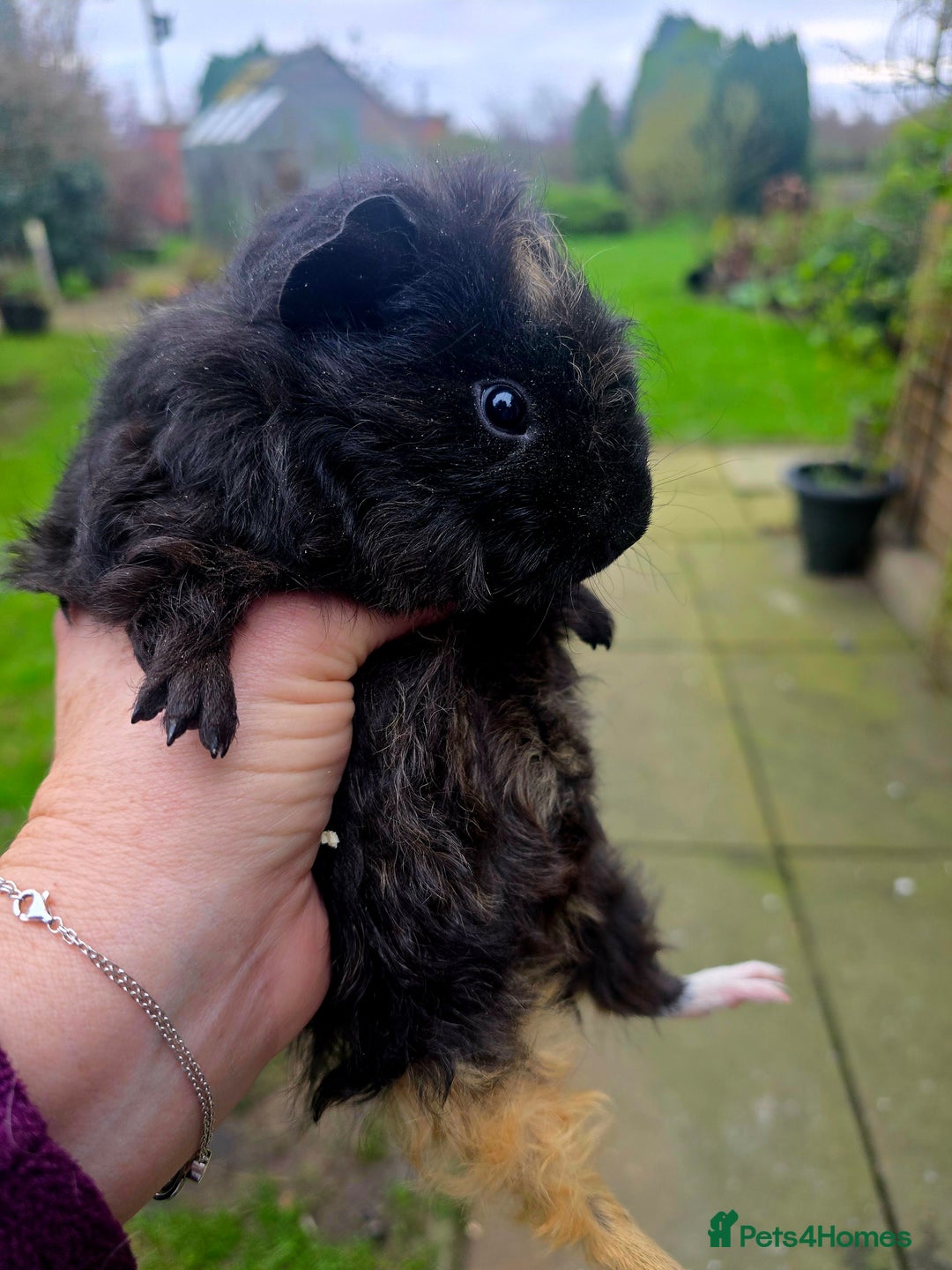 Guinea Pig rodents for sale: Female baby Guinea pig  - Advert 1