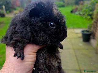 Guinea Pig rodents Female baby Guinea pig - Advert 1