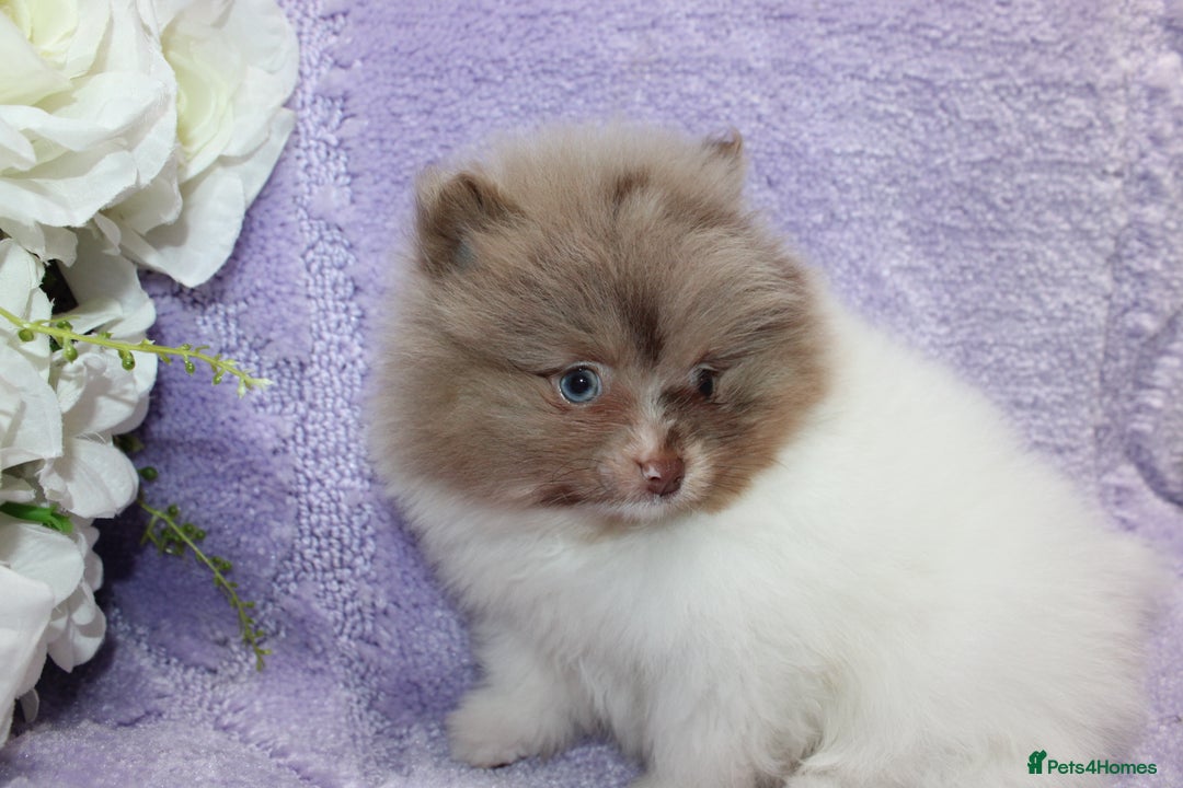 Pomeranian dogs for sale: PARTI MERLE QUALITY KC POMERANIANS - Image 18