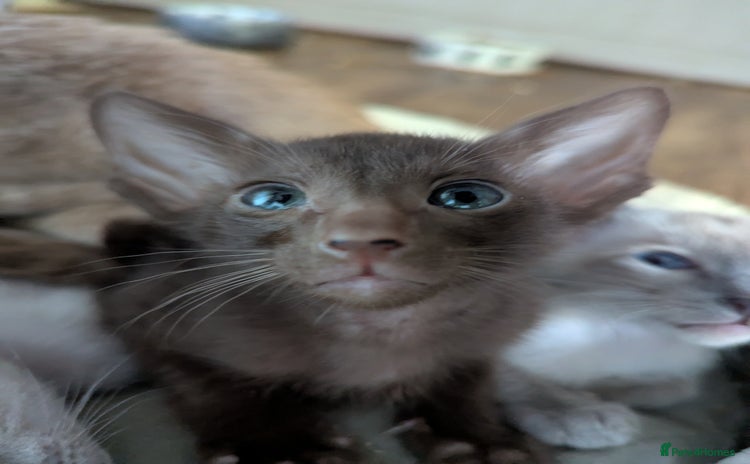 Oriental cats - Advert 5