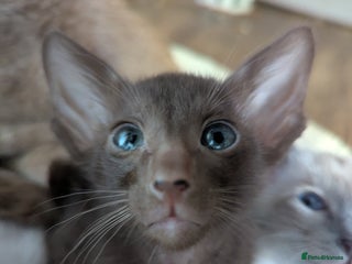 Oriental cats - Advert 4