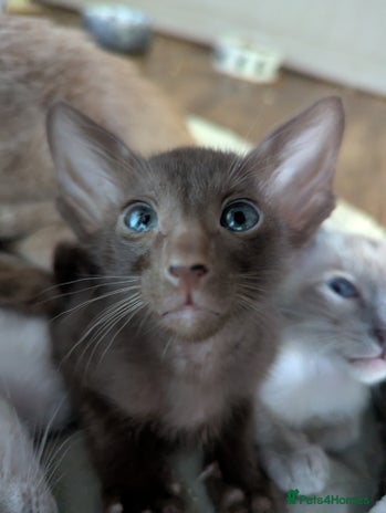 Oriental cats - Advert 4