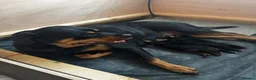 Rottweiler dogs for sale:     Gorgeous Chunky Rottweiler Puppies  - Advert 4