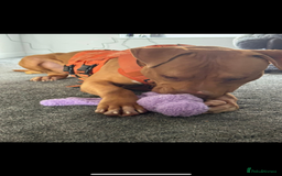 American Bulldog dogs for sale: Handsome and super active boy for rehoming - Image 2
