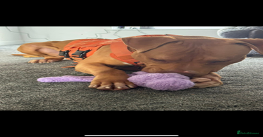 American Bulldog dogs - Advert 5