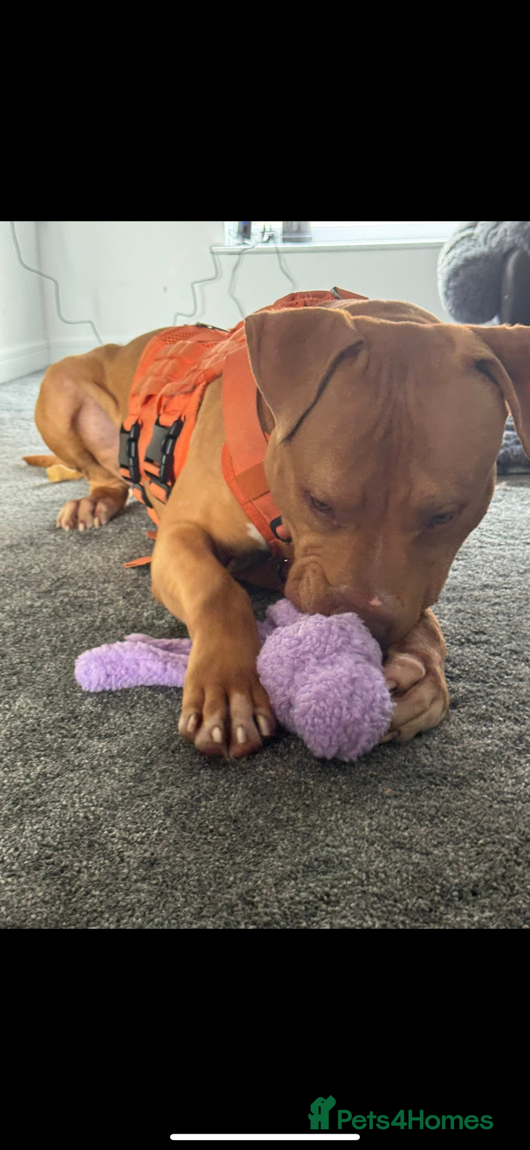 American Bulldog dogs for sale: Handsome and super active boy for rehoming - Image 2