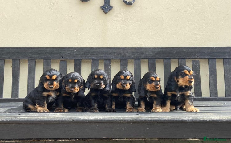 Cocker Spaniel dogs - Advert 2