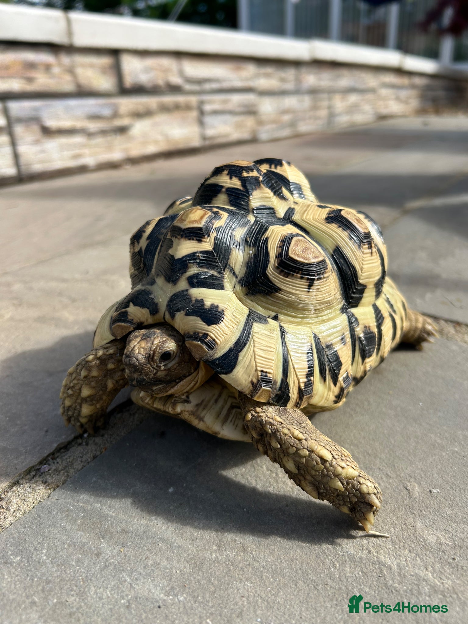 Tortoise reptiles Female leopard tortoise  - Advert 3