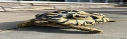 Tortoise reptiles for sale: Female leopard tortoise  in Newton Aycliffe - Advert 1