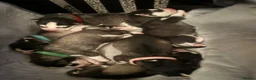 Siberian Husky dogs for sale: Pedigree Siberian Husky Puppies - Advert 2