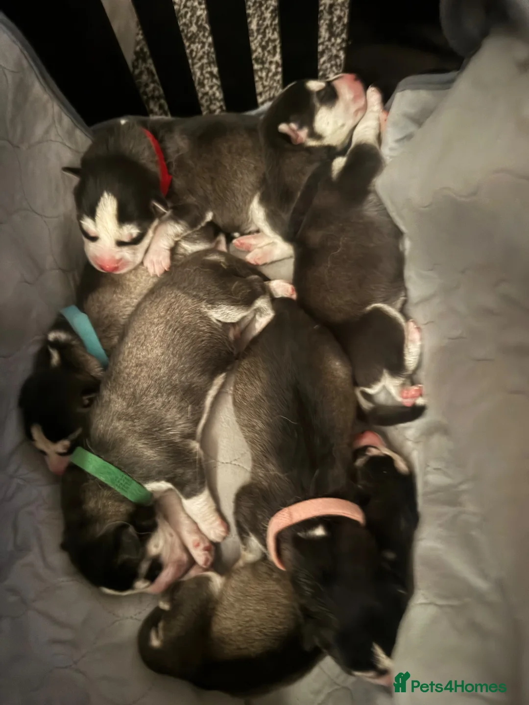 Siberian Husky dogs for sale: Pedigree Siberian Husky Puppies - Advert 2