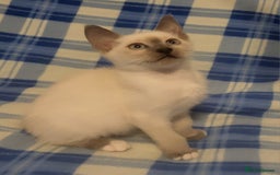 Snowshoe cats for sale: Rare Pedigree Snowshoe Kittens  - Image 19