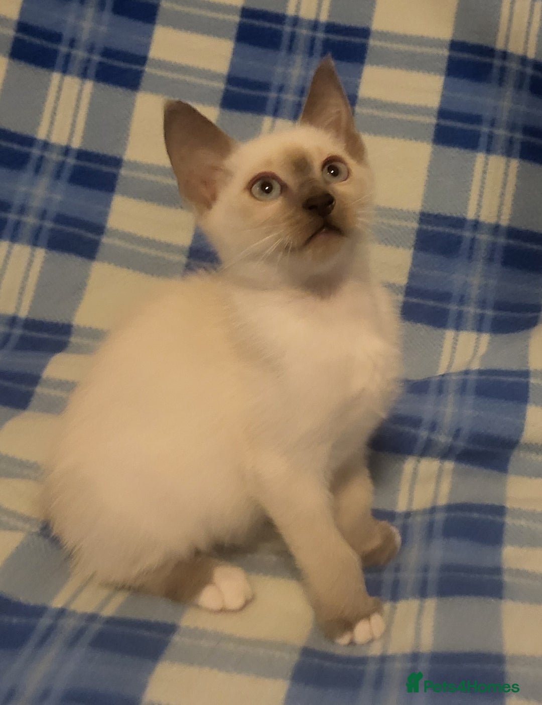 Snowshoe cats for sale: Rare Pedigree Snowshoe Kittens  - Image 19
