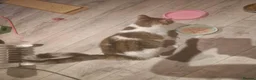 Mixed Breed cats for adoption: Freya for adoption in Kidlington - Advert 3