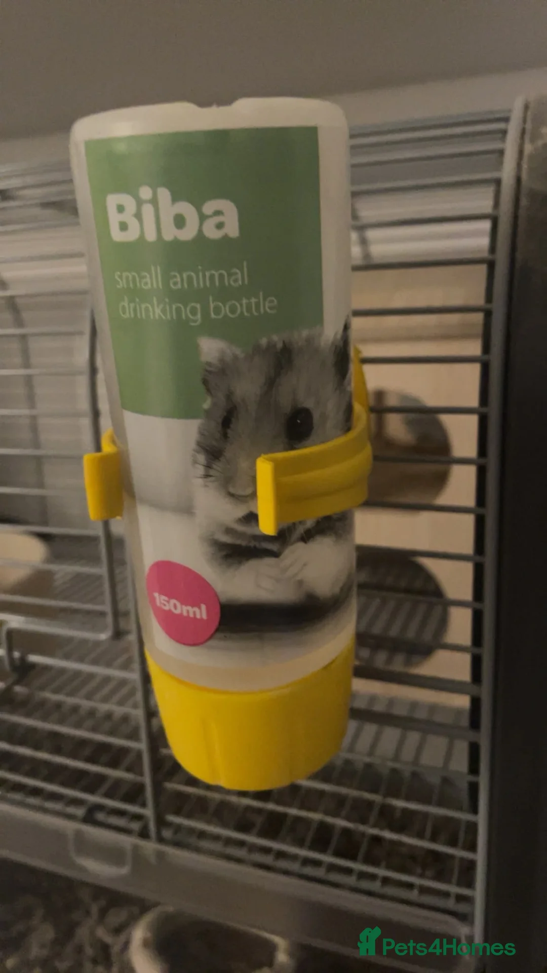 Gerbil rodents for sale: Pair of male gerbils  in Pevensey - Advert 14
