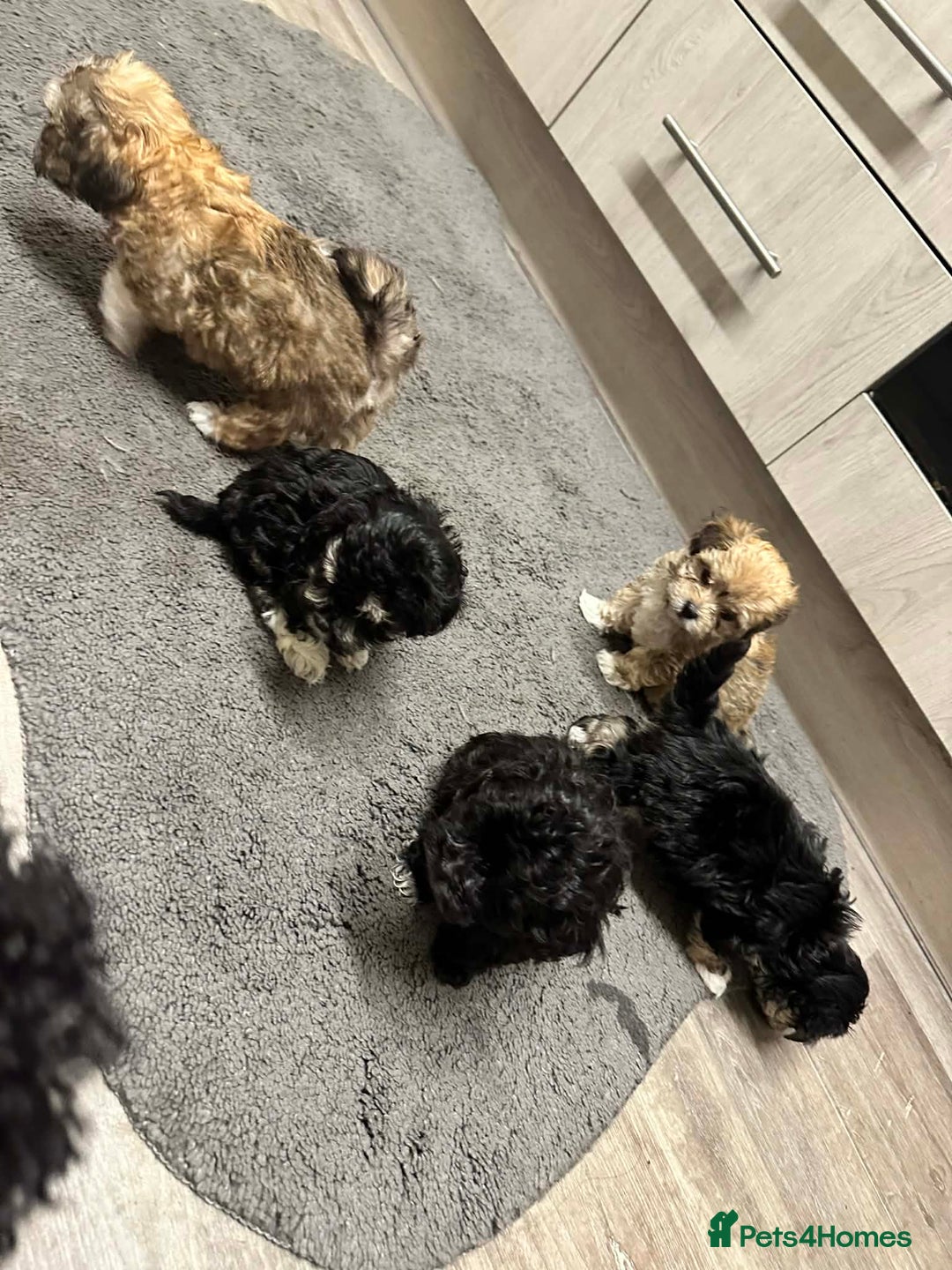 Maltipoo dogs for sale: MALTIPOO 🥰🥰 READY TO LEAVE  - Advert 12