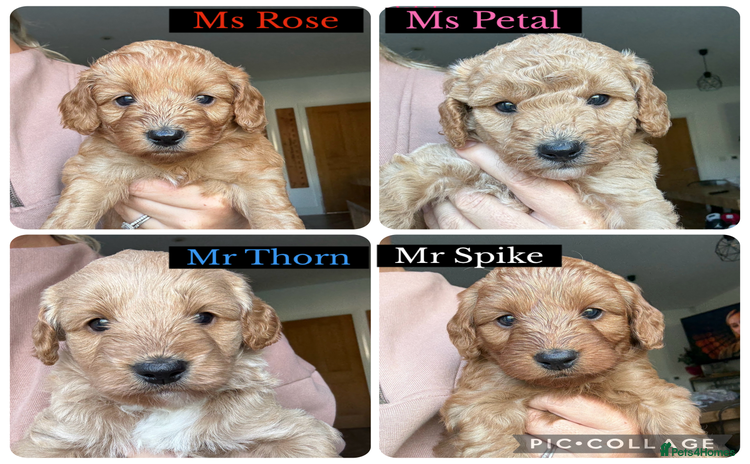 Cockapoo dogs - Advert 3