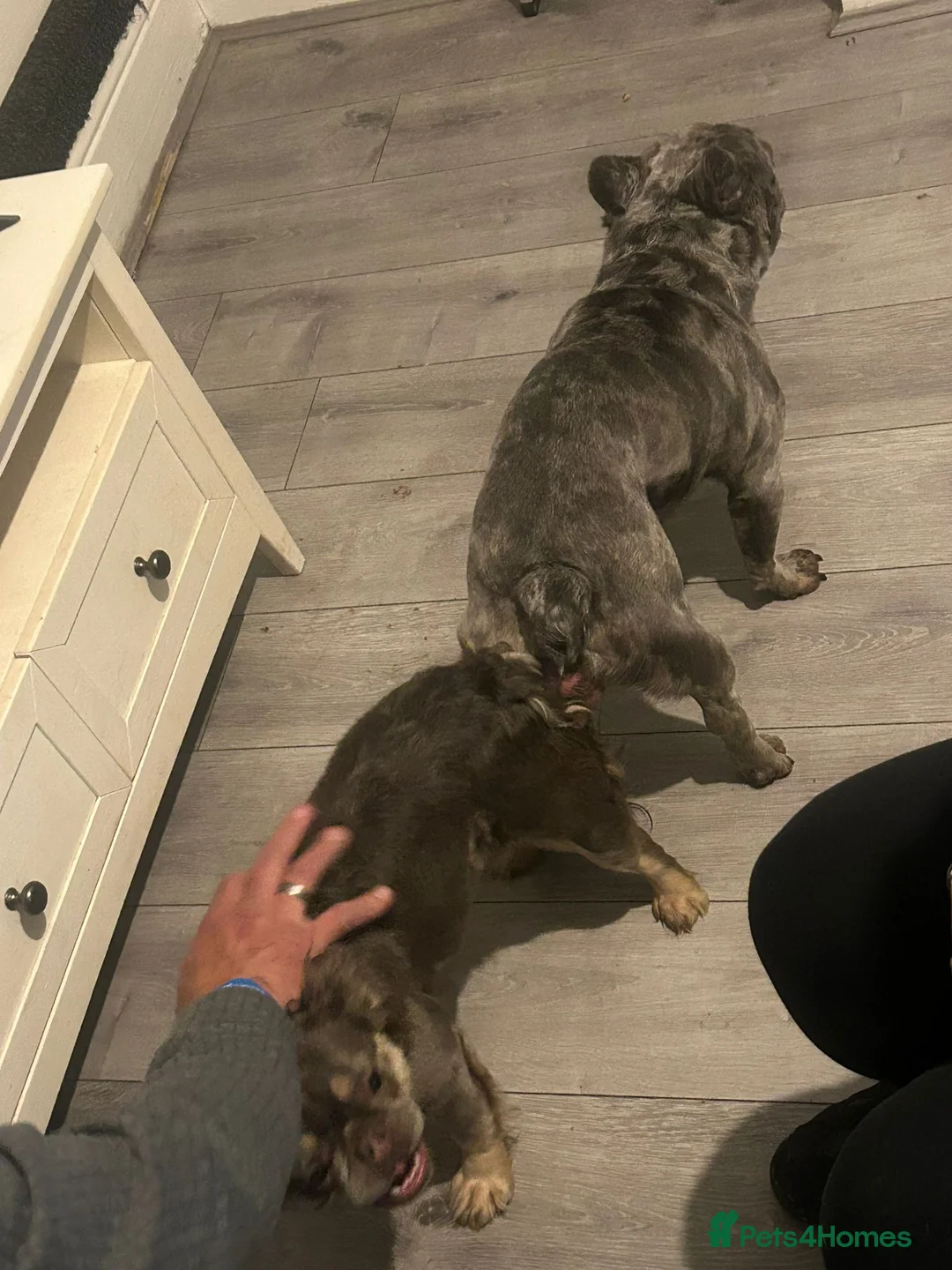 French Bulldog dogs for stud: blue Merle French bulldog stud  in Birmingham - Advert 7