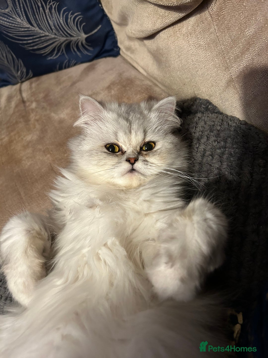 Persian cats for sale: Persian Kittens for Sale 💙✨ - Image 7