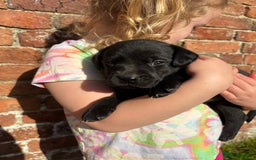 Labrador Retriever dogs for sale: Stunning Black Labrador Puppies KC Parents  - Image 9