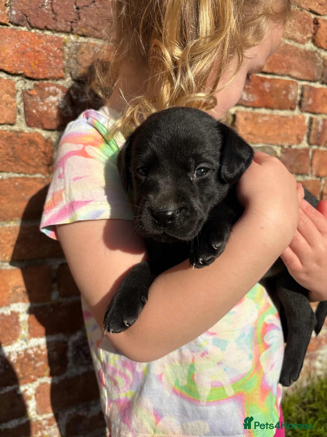 Labrador Retriever dogs for sale: Stunning Black Labrador Puppies KC Parents  - Image 9
