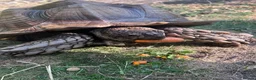 Tortoise reptiles for sale: 10 year old male sulcata tortoise  - Advert 9