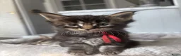 Maine Coon cats for sale: Tica Registered Stunning MaineCoon Kittens in Witney - Advert 9