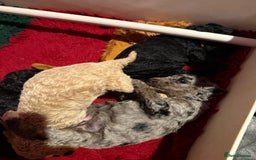 Australian Labradoodle dogs for sale: 5* health tested Australian labradoodles - Image 16