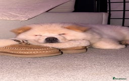 Chow Chow dogs for adoption: Adorable Elsa is ready for her Forever Home!  - Image 4
