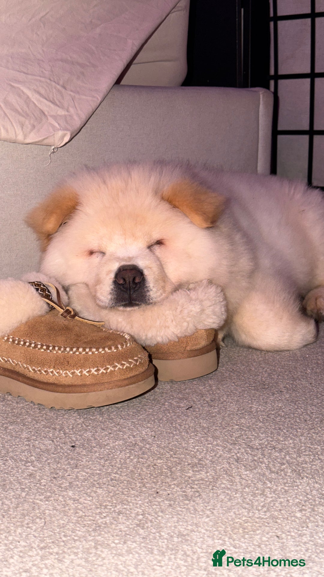 Chow Chow dogs for adoption: Adorable Elsa is ready for her Forever Home!  - Image 4