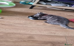 Persian cats for sale: A loveable Persian kitten - Image 19